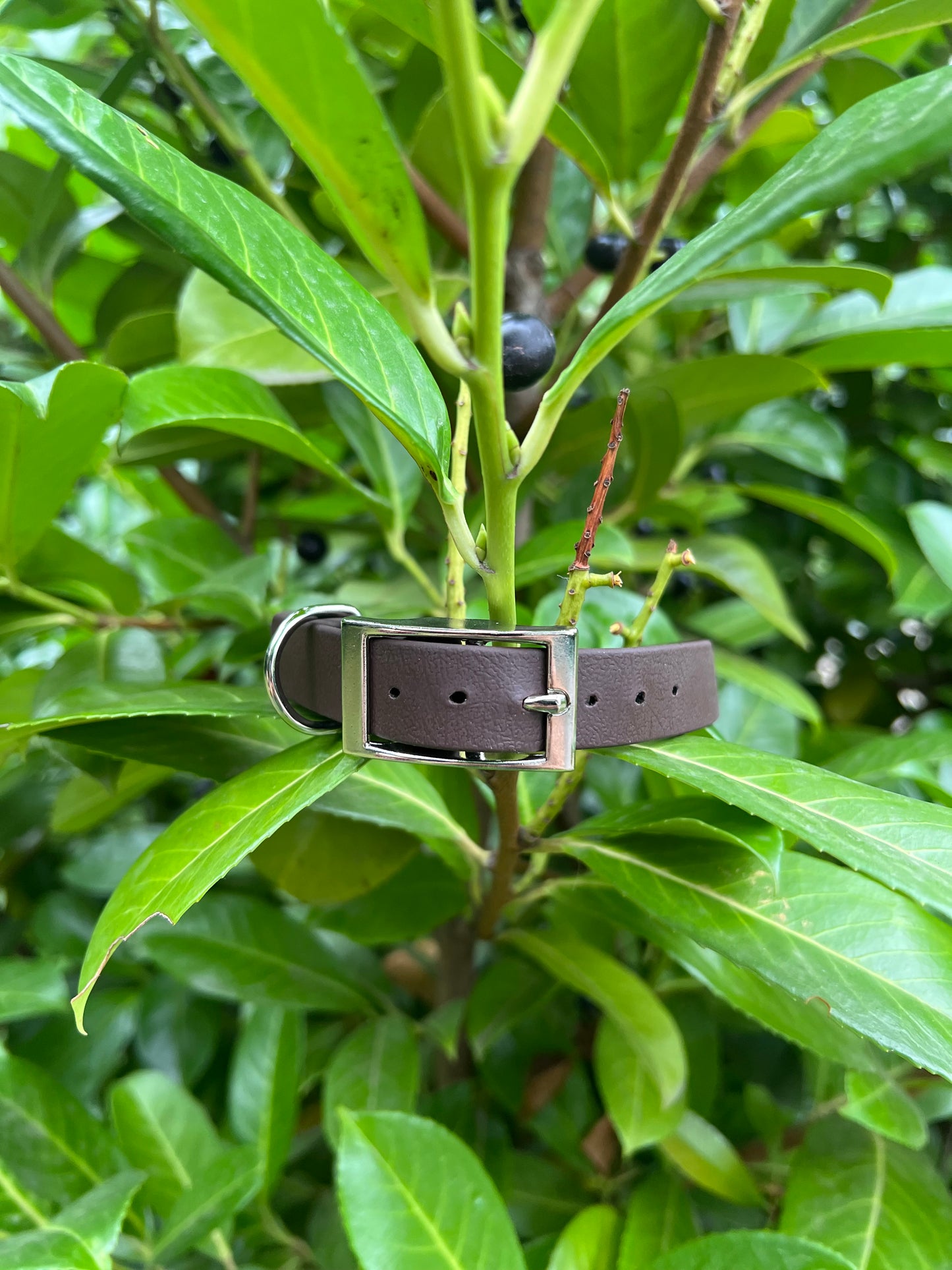 Dark Brown BioThane® Collar