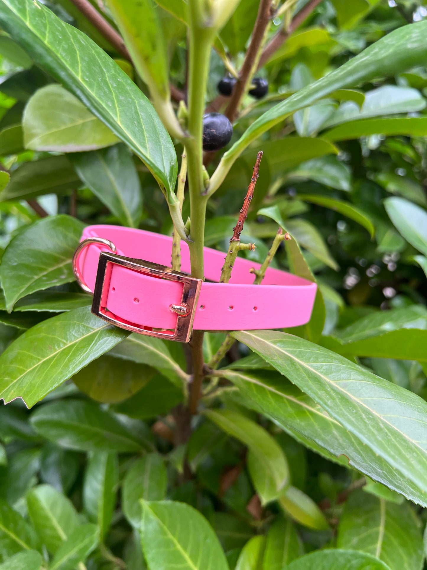 Baby Pink BioThane® Collar