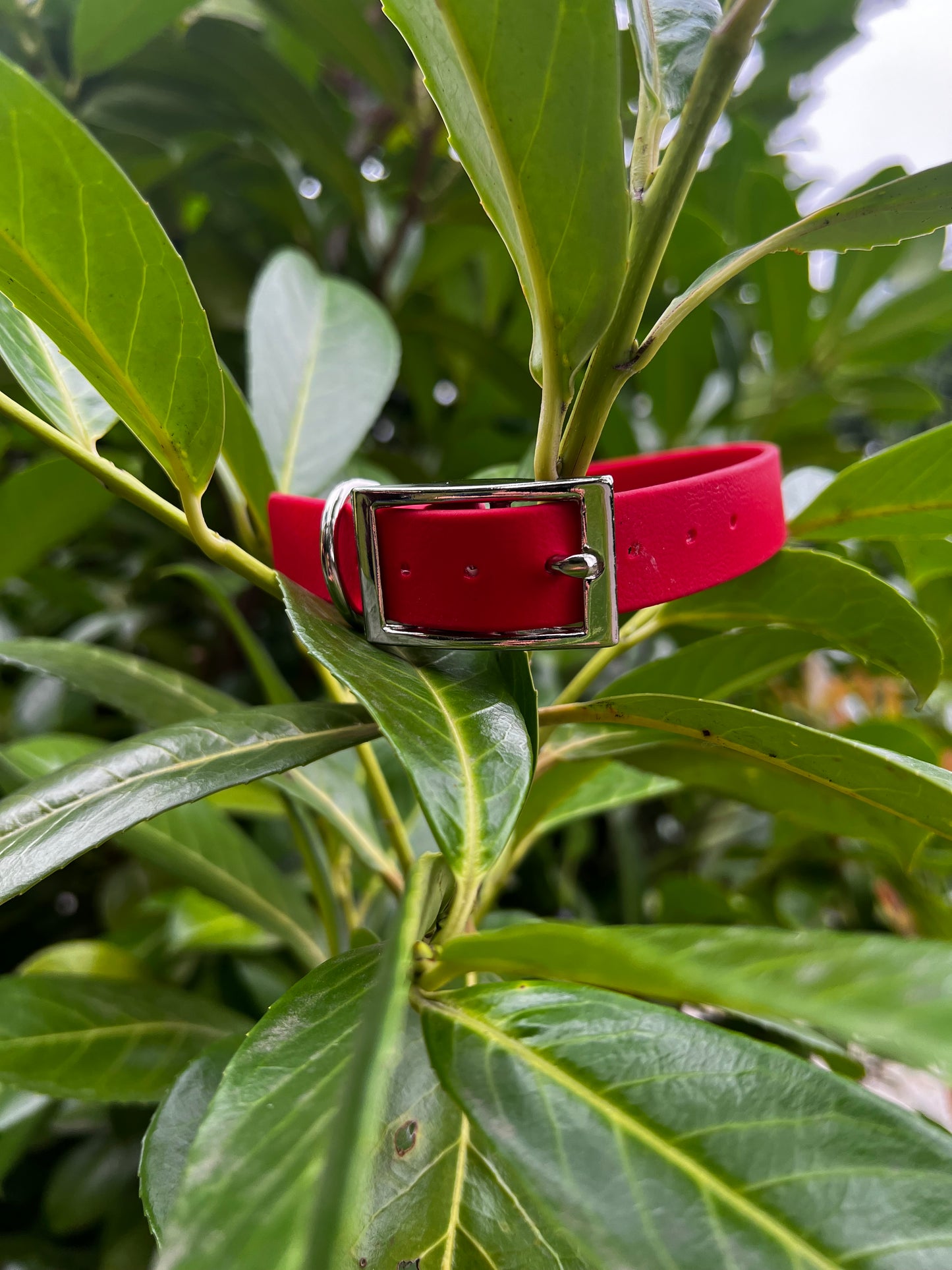 Red BioThane® Collar